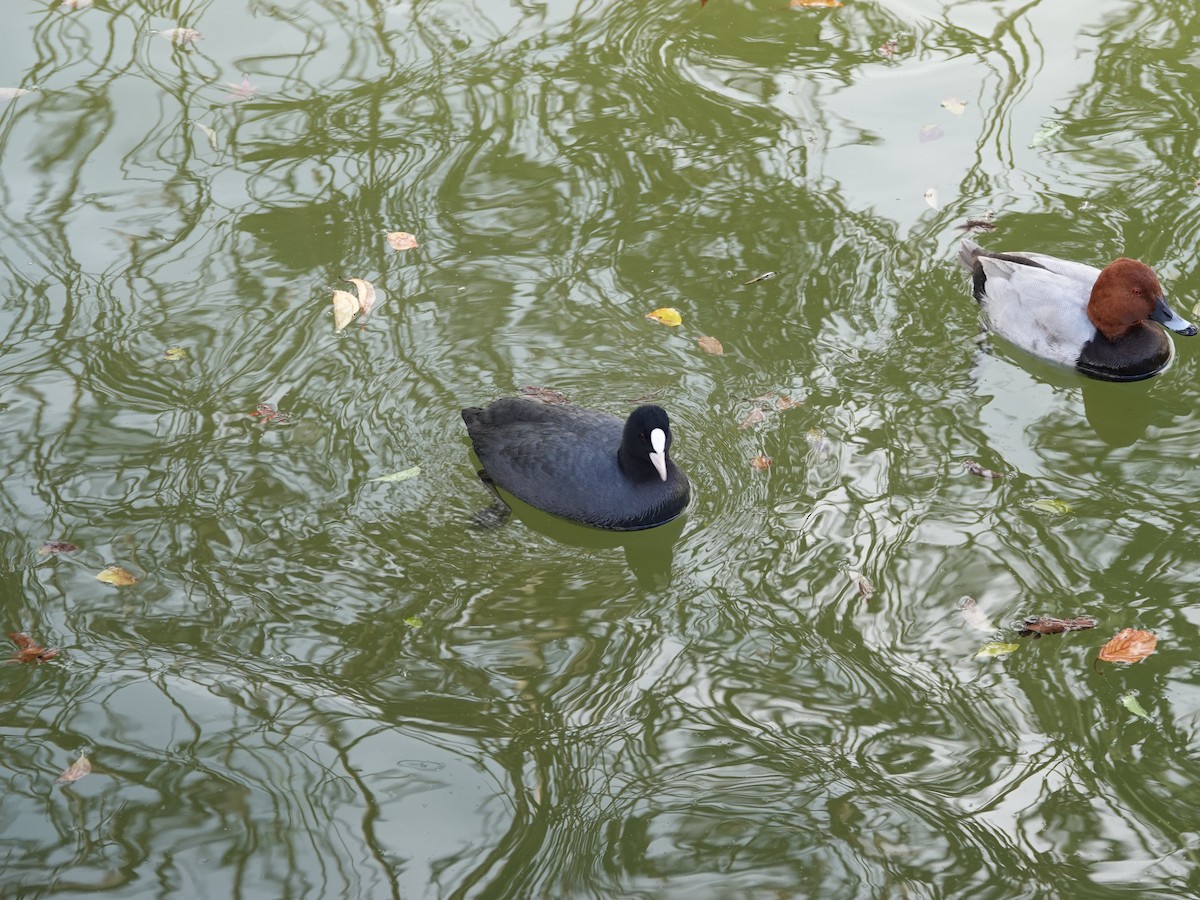 Eurasian Coot - ML646669989