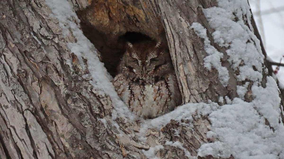 Eastern Screech-Owl - ML646669990