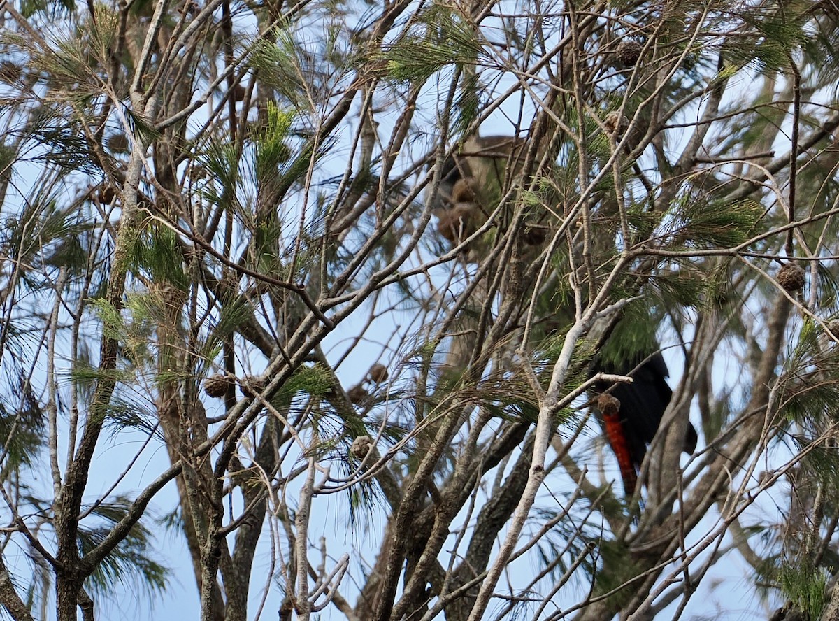 Какатоїс буроголовий - ML646669994