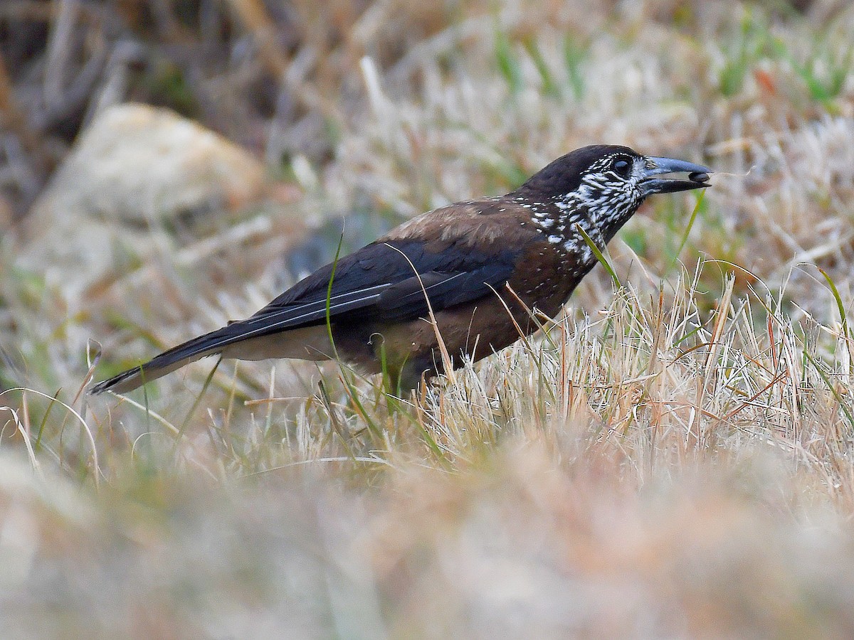 Cascanueces Sureño - ML646669995