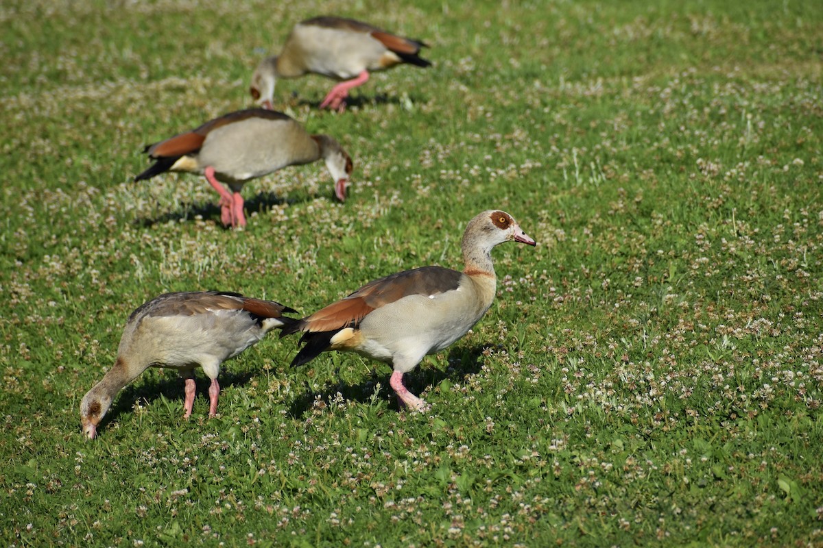 Egyptian Goose - ML646669996