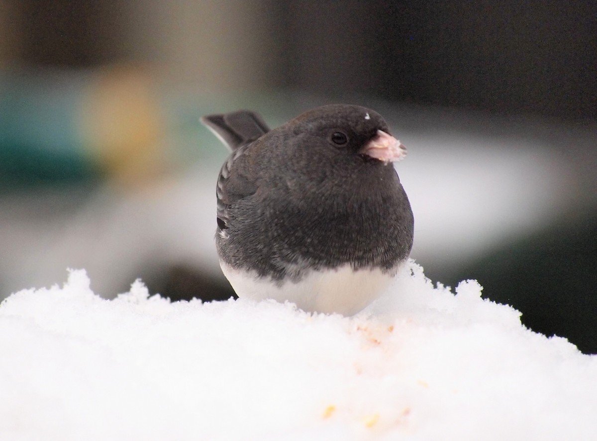 Dark-eyed Junco - ML646669998
