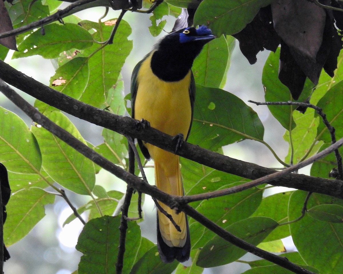 Inkablaurabe - ML646670000