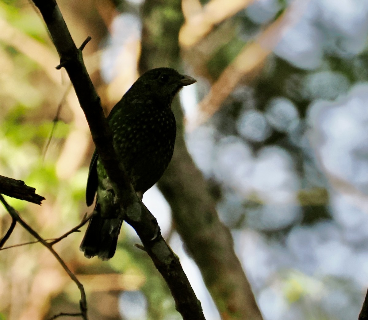 Нявкун зелений - ML646670005