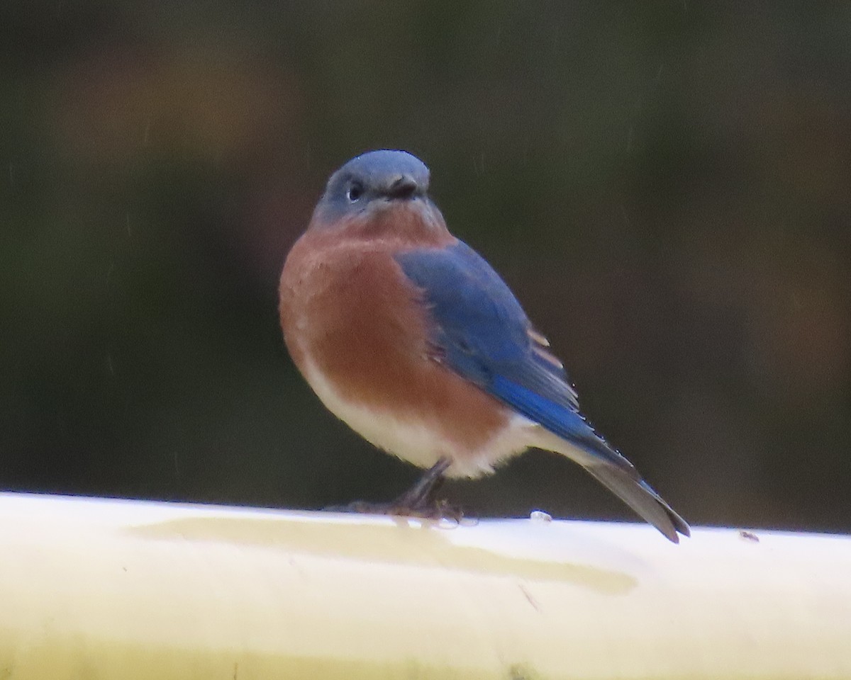 Блакитник східний - ML646670011