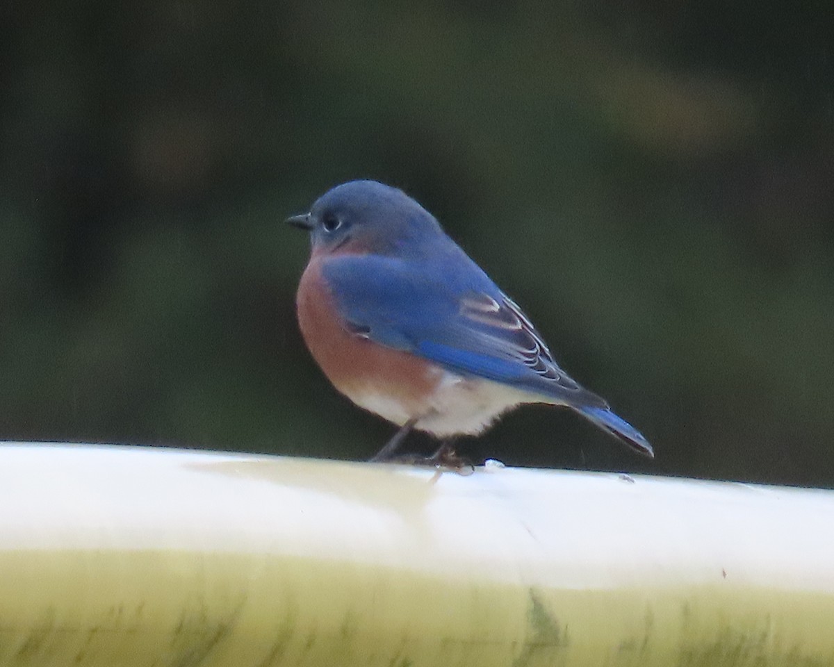 Блакитник східний - ML646670017