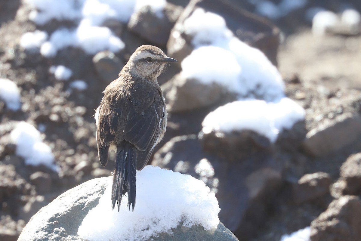 チリーマネシツグミ - ML646670018