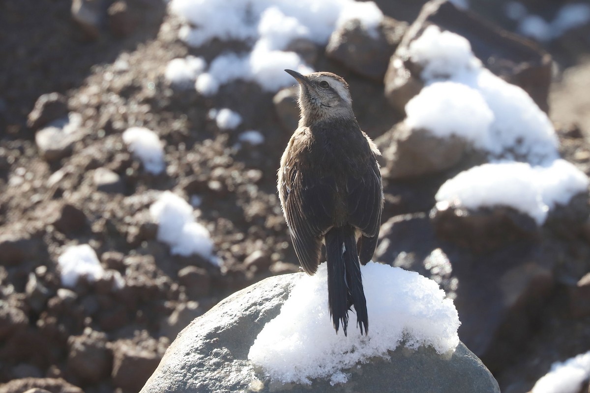 チリーマネシツグミ - ML646670019