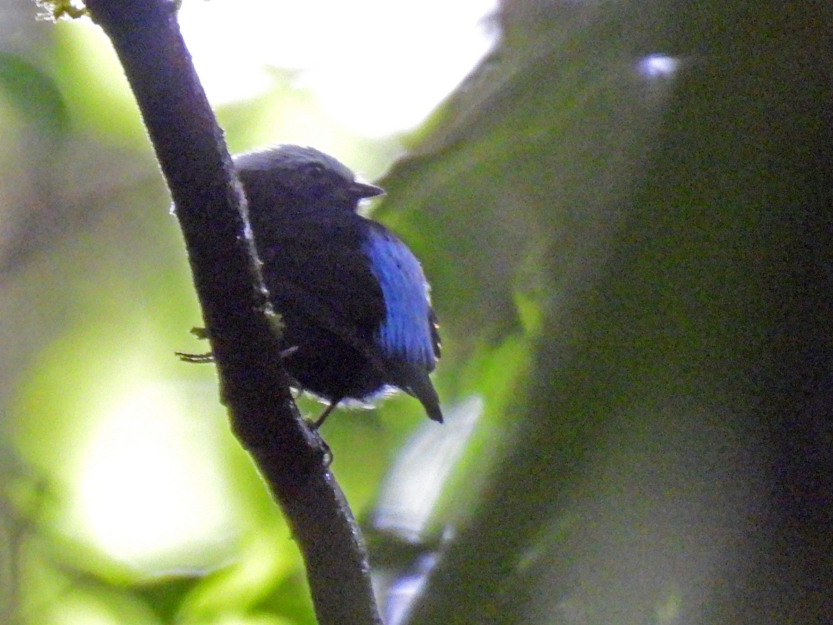 Blaubürzelpipra - ML646670022