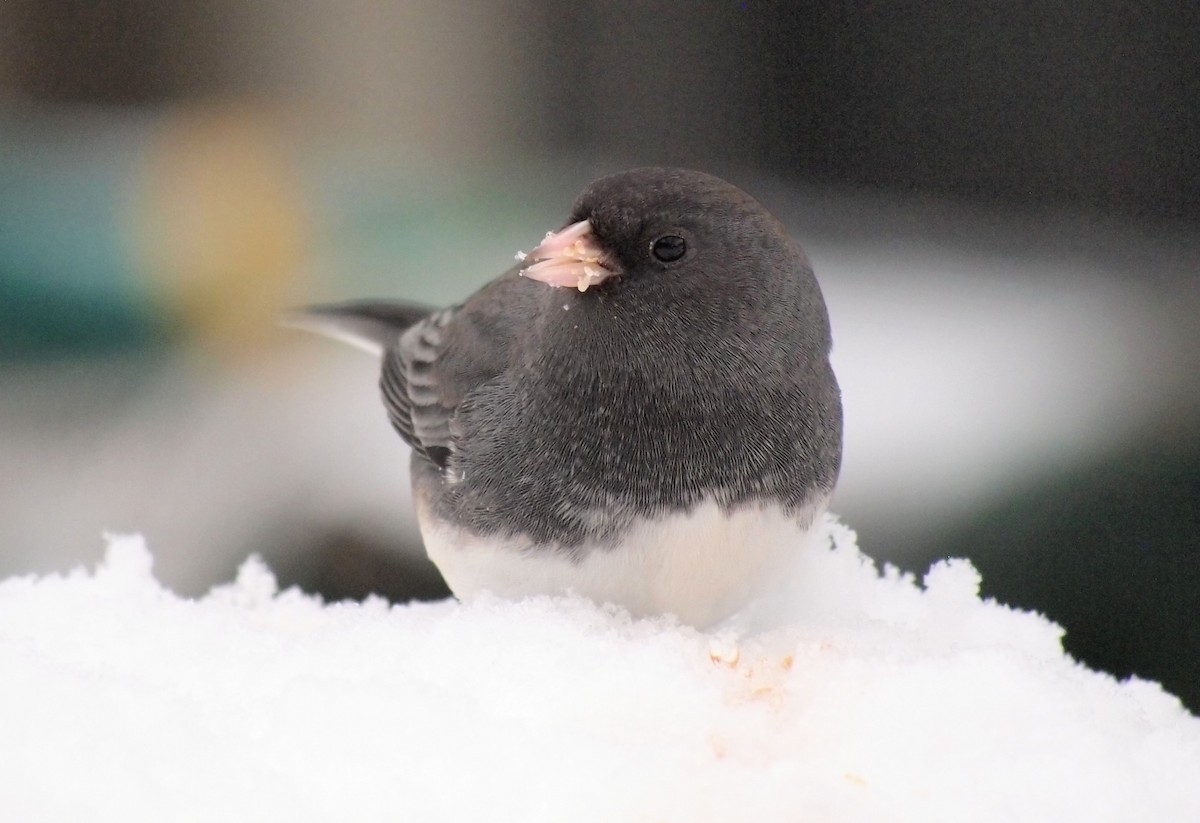 Dark-eyed Junco - ML646670023