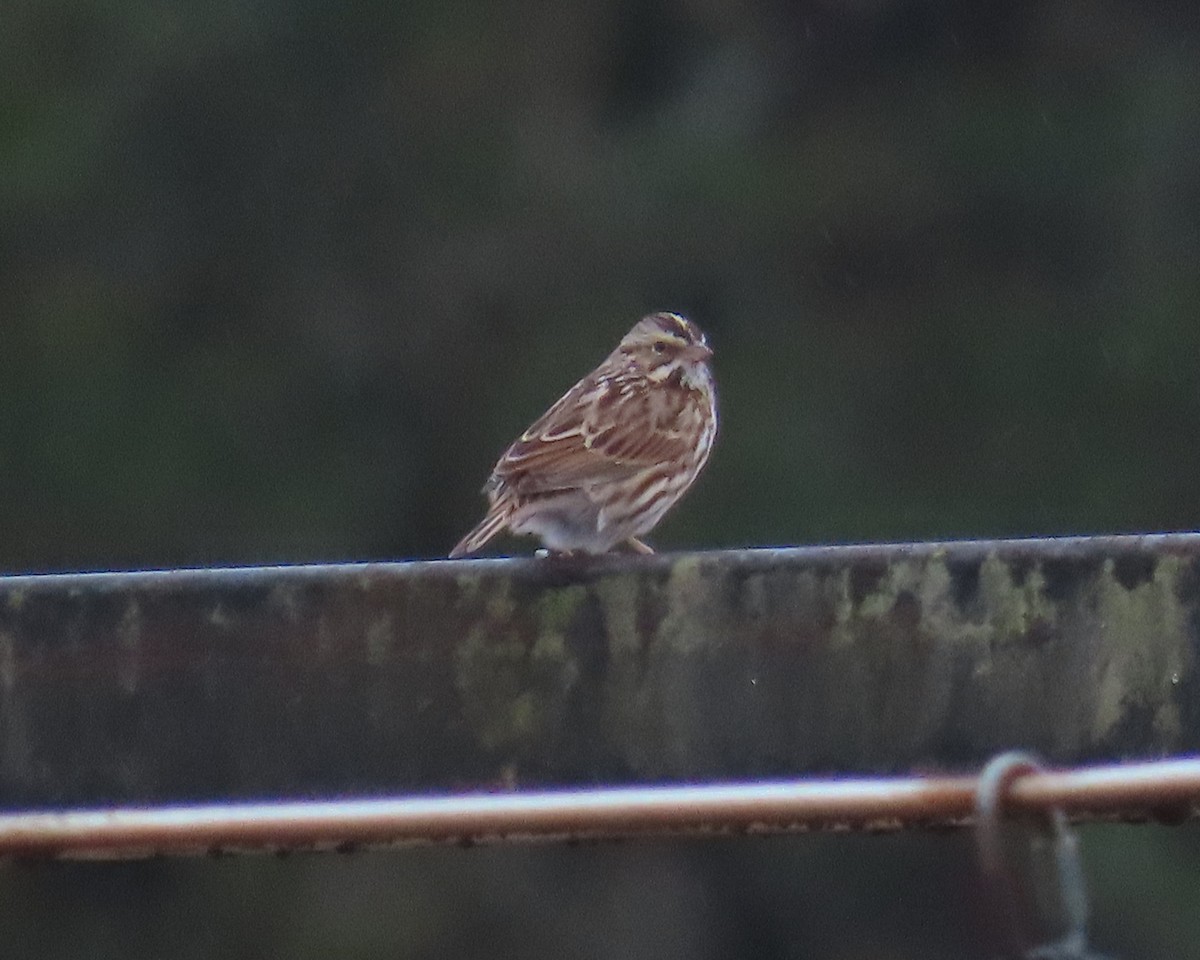 Savannah Sparrow - ML646670024