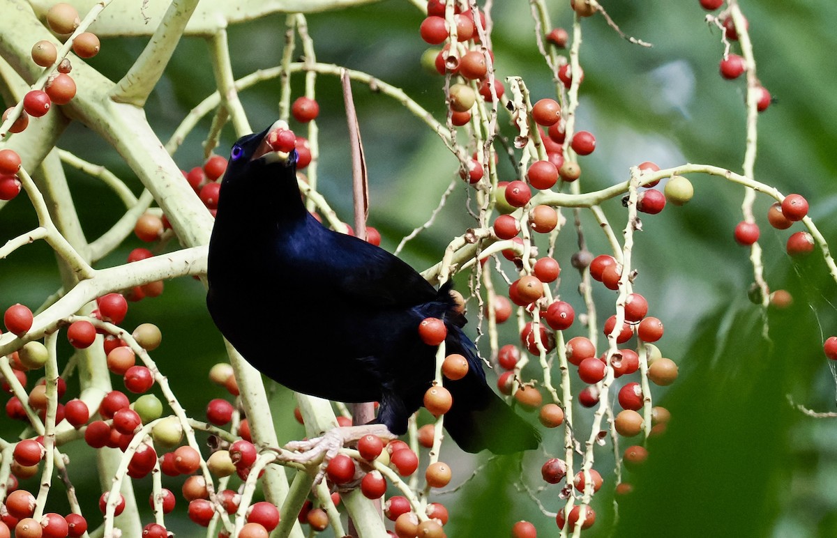 Наметник фіолетовий - ML646670025