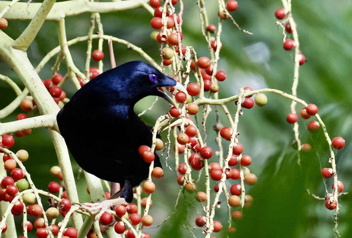 Наметник фіолетовий - ML646670026