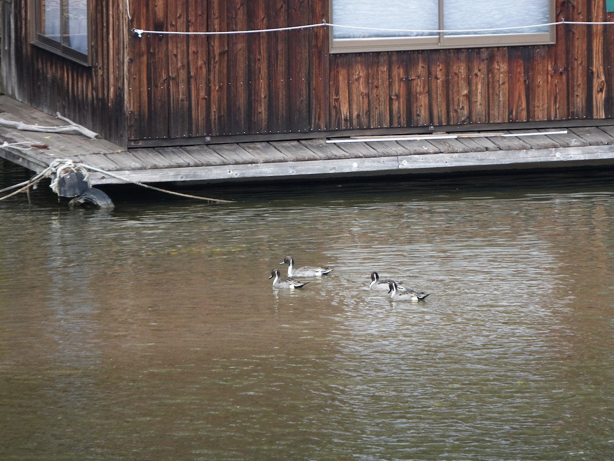 Northern Pintail - ML646670027