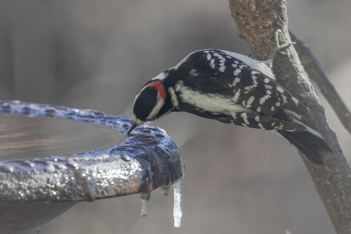 Downy Woodpecker - ML646670029