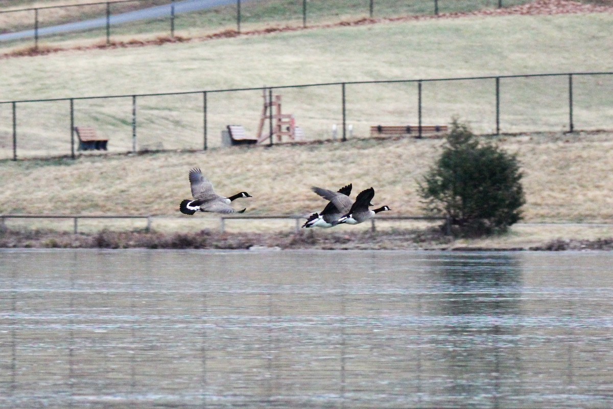 Oca canadese maggiore - ML646670030