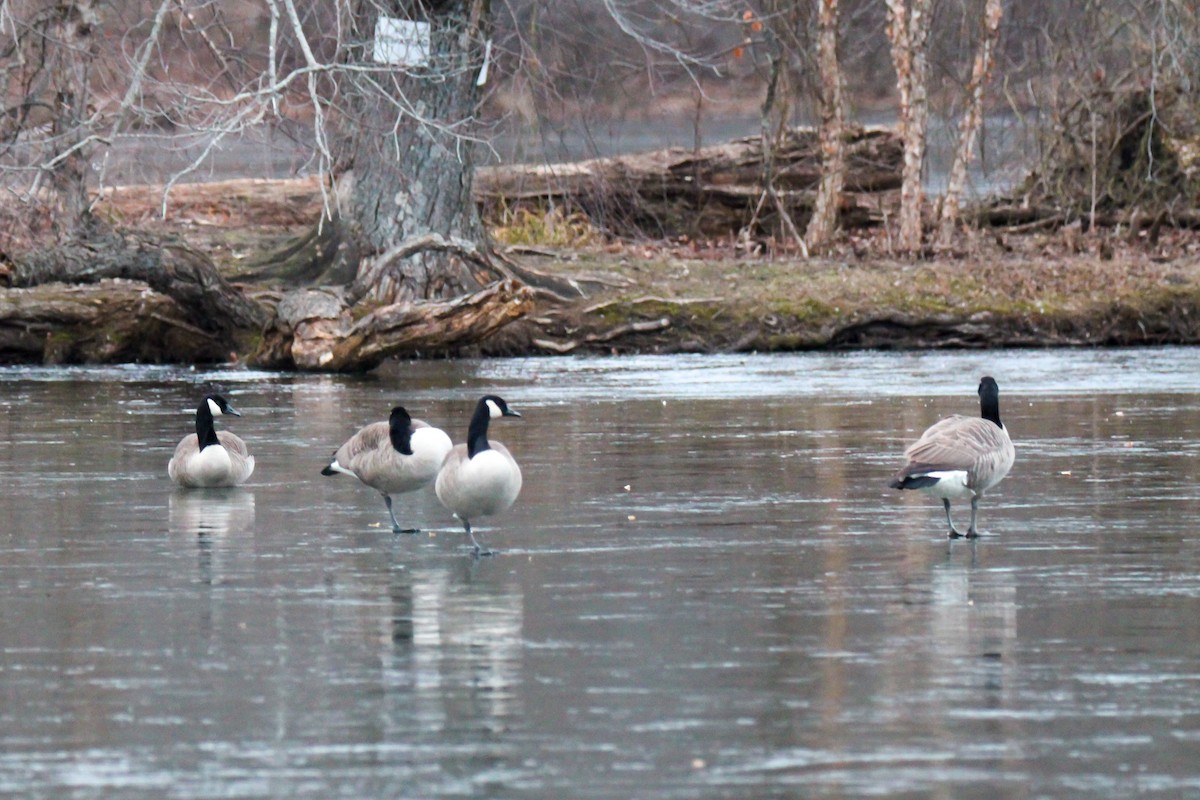 Oca canadese maggiore - ML646670031