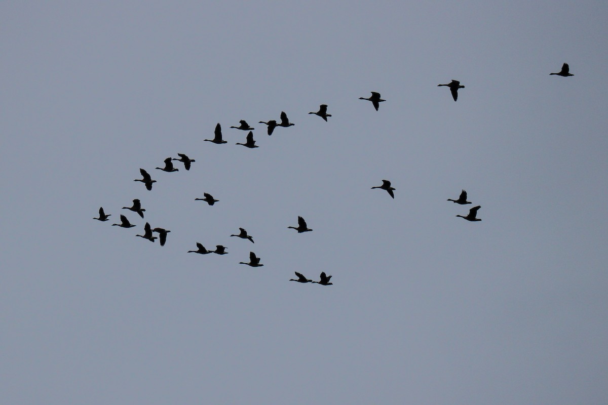 Oca canadese maggiore - ML646670032