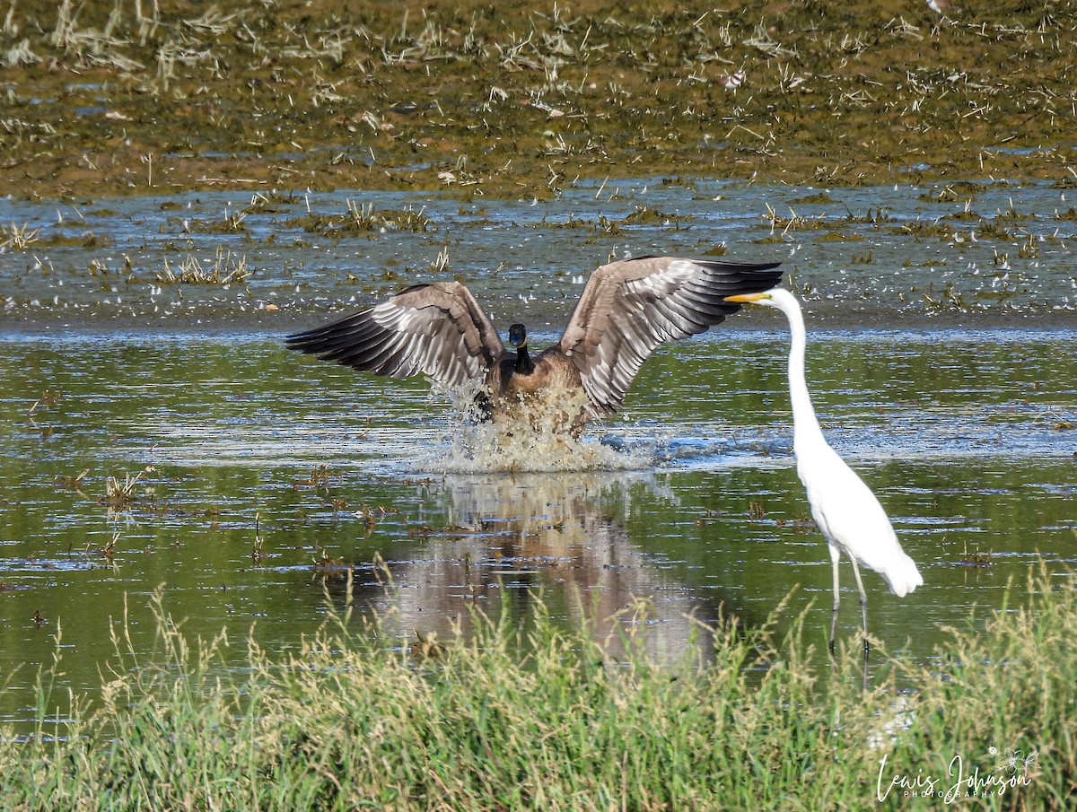 Oca canadese maggiore - ML646670033