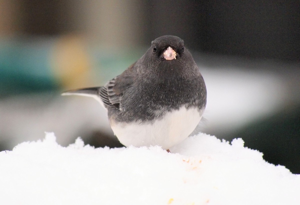 Dark-eyed Junco - ML646670034