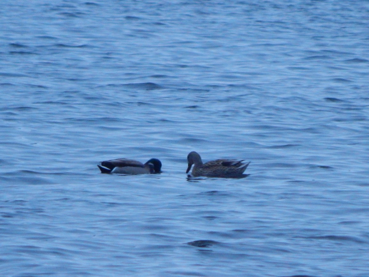 Ánade Azulón - ML646670035