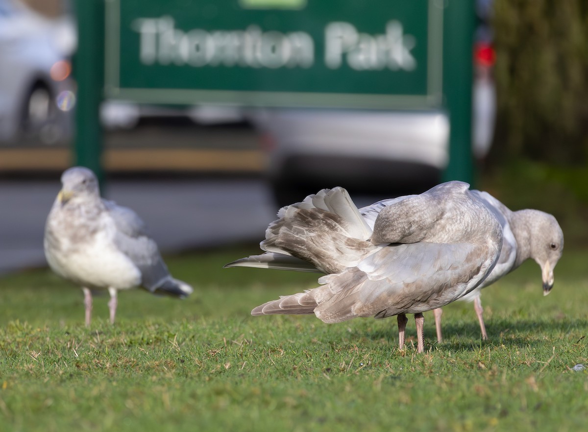 Western x Glaucous-winged Gull (hybrid) - ML646670038
