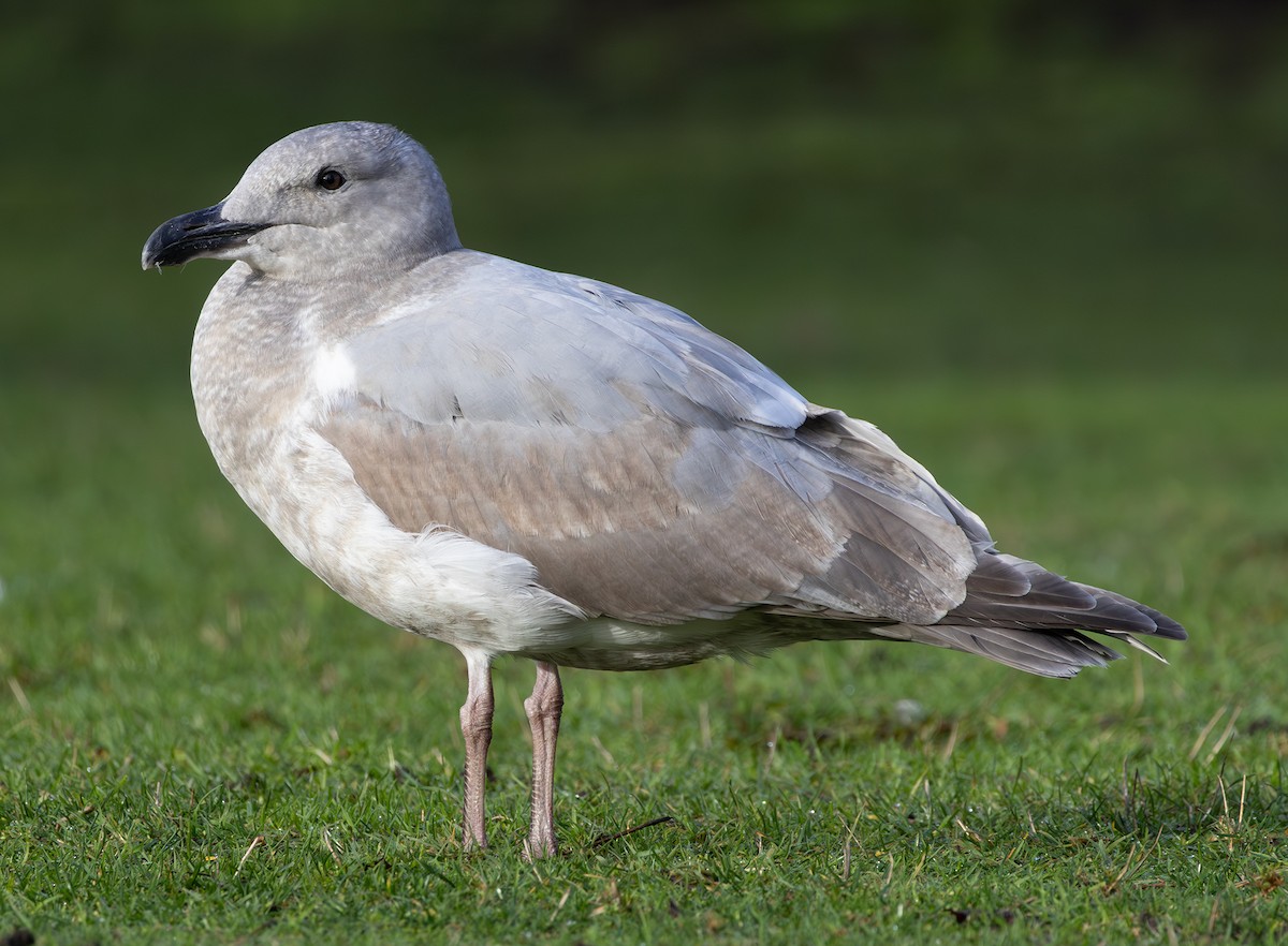 Western x Glaucous-winged Gull (hybrid) - ML646670039