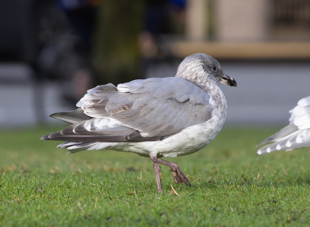 Western x Glaucous-winged Gull (hybrid) - ML646670040