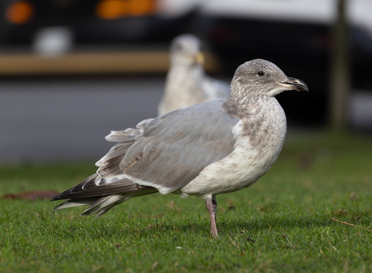 Western x Glaucous-winged Gull (hybrid) - ML646670041