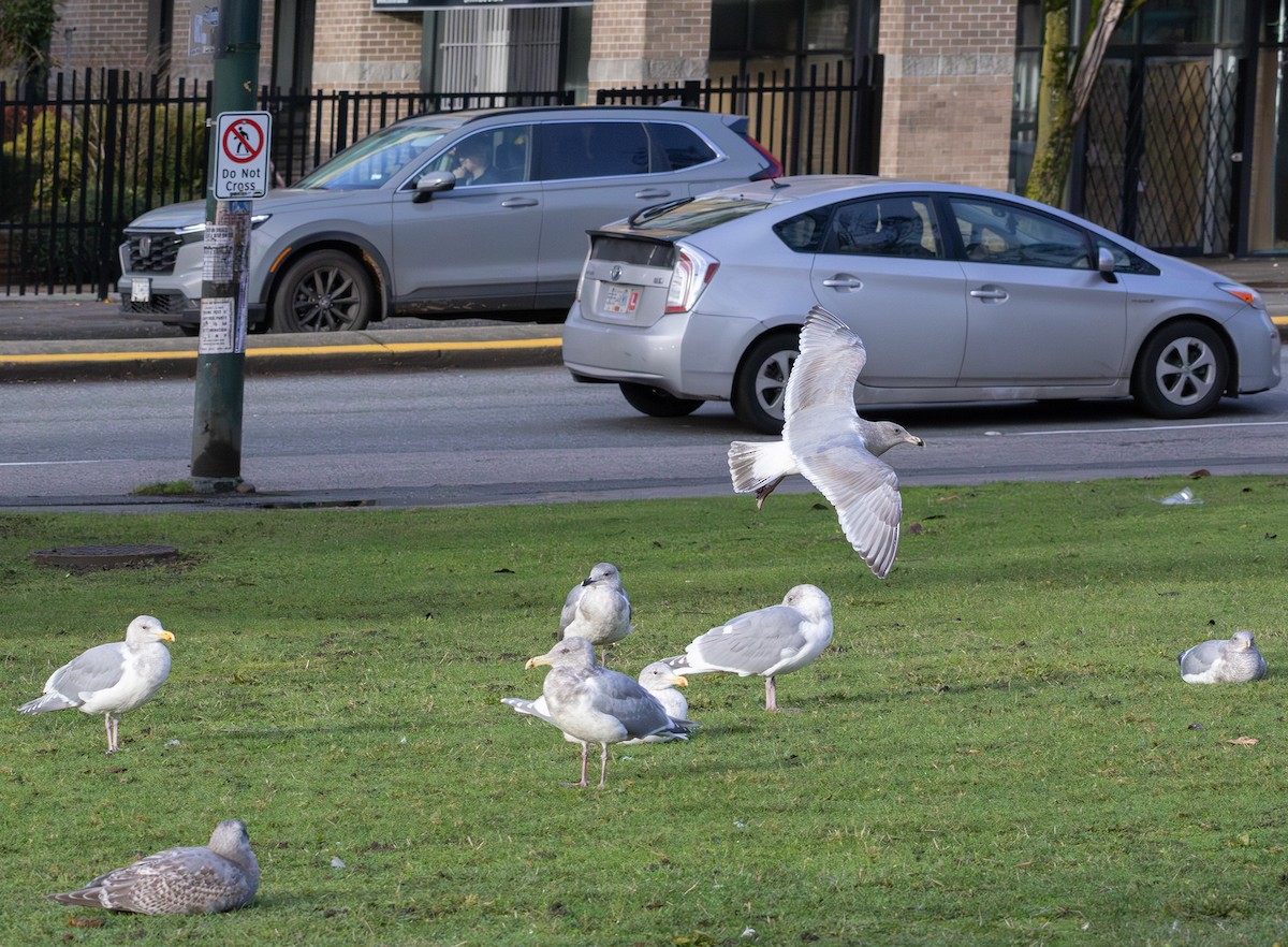 Western x Glaucous-winged Gull (hybrid) - ML646670042