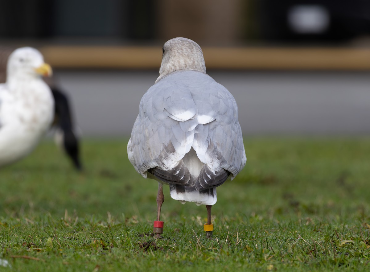 Western x Glaucous-winged Gull (hybrid) - ML646670043