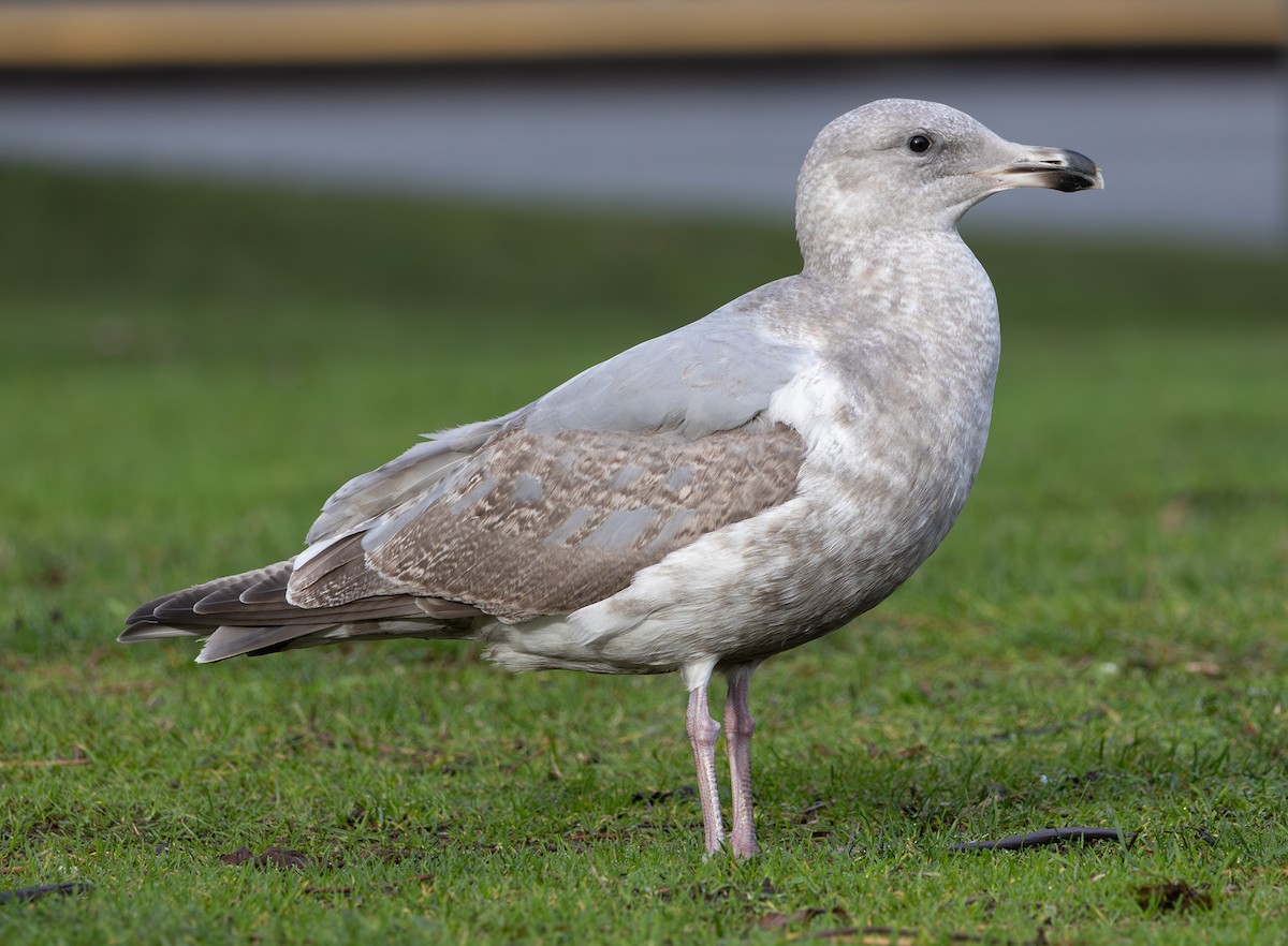 Western x Glaucous-winged Gull (hybrid) - ML646670044