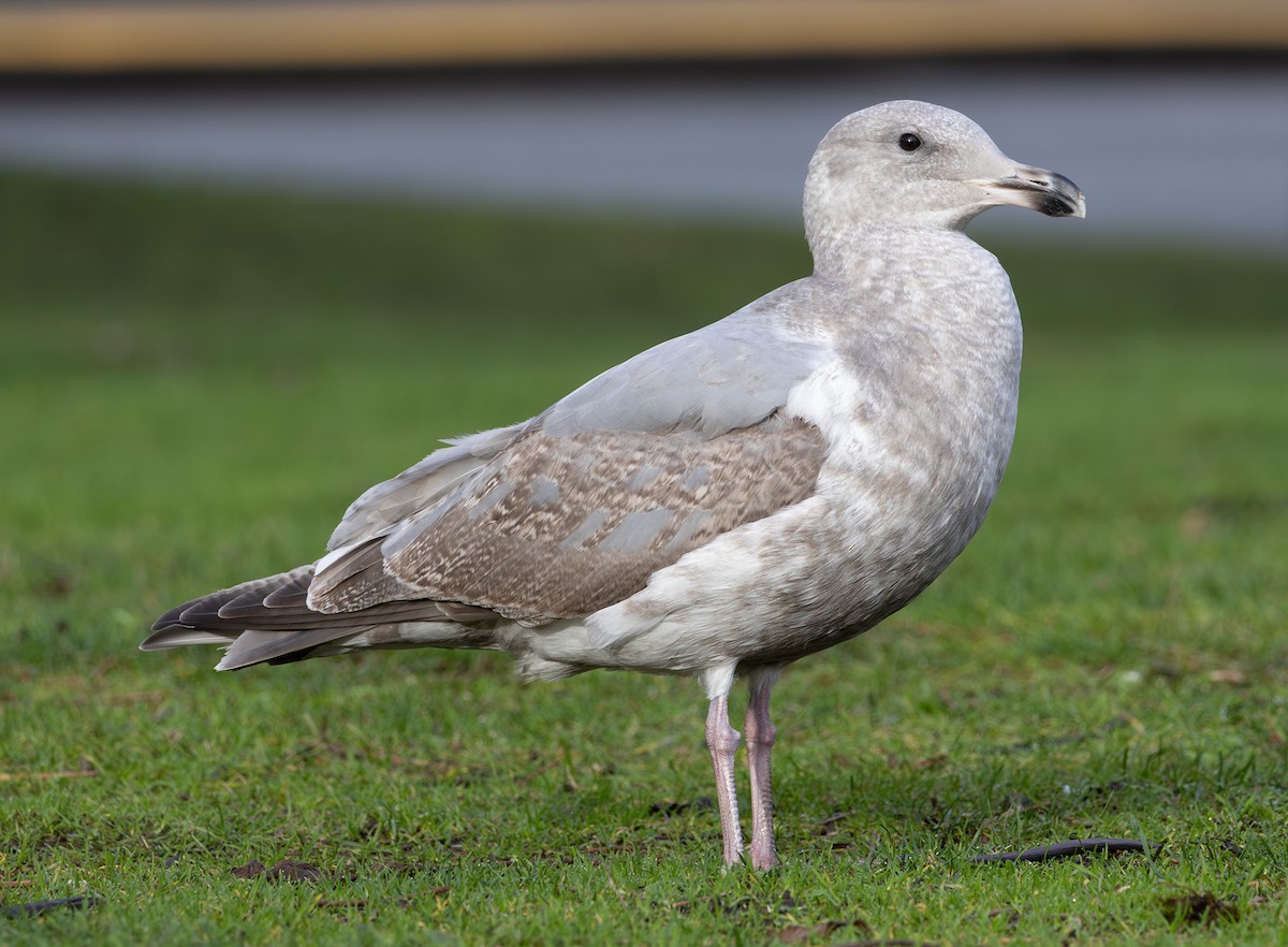 Western x Glaucous-winged Gull (hybrid) - ML646670045