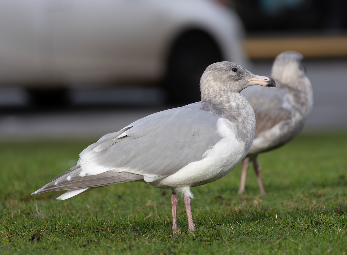 Western x Glaucous-winged Gull (hybrid) - ML646670046