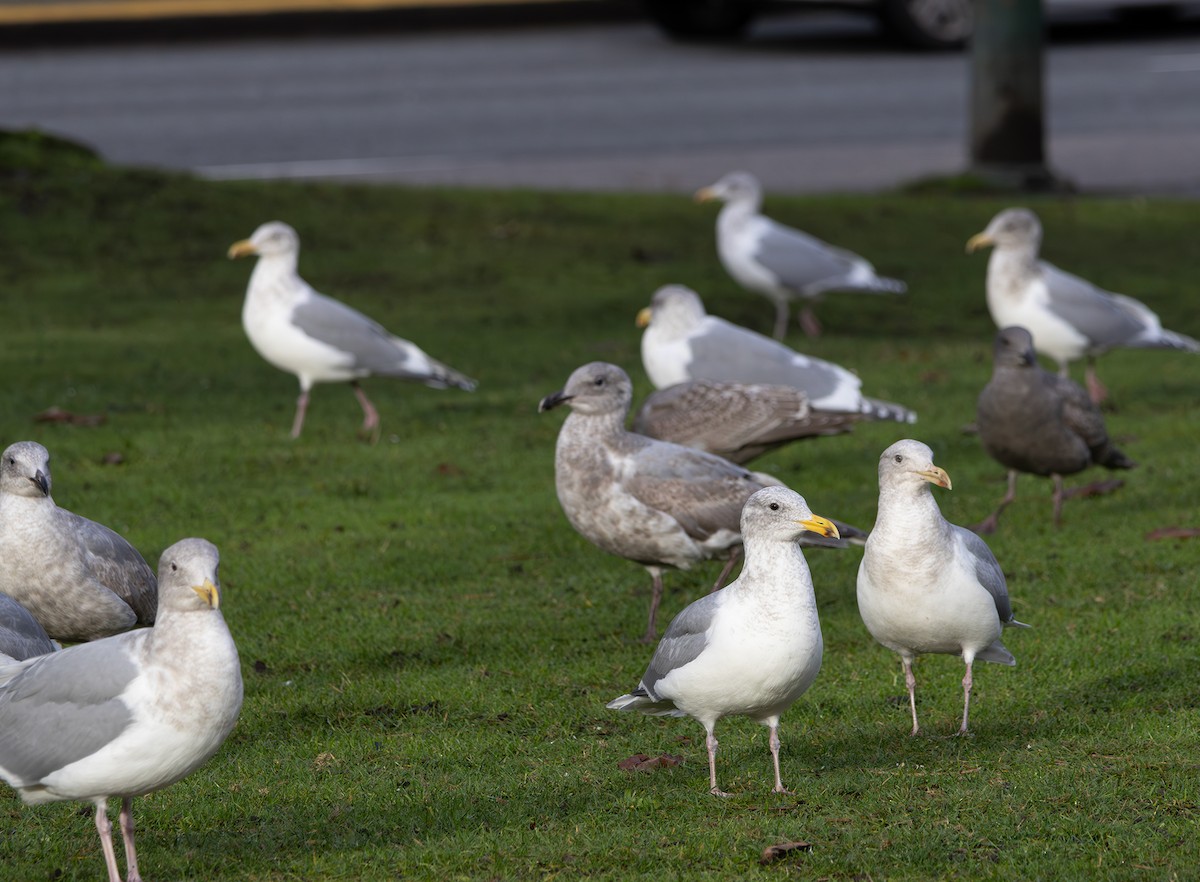 Western x Glaucous-winged Gull (hybrid) - ML646670047