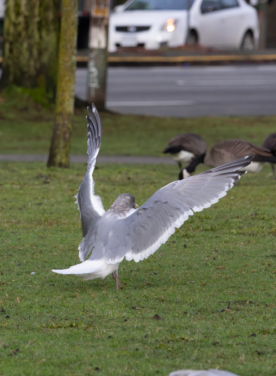 Western x Glaucous-winged Gull (hybrid) - ML646670048