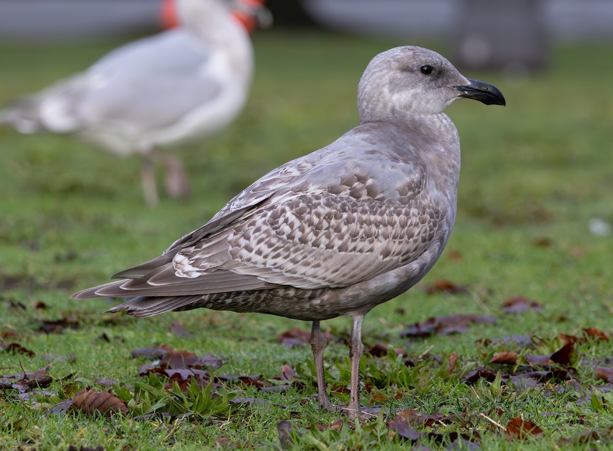 Western x Glaucous-winged Gull (hybrid) - ML646670049
