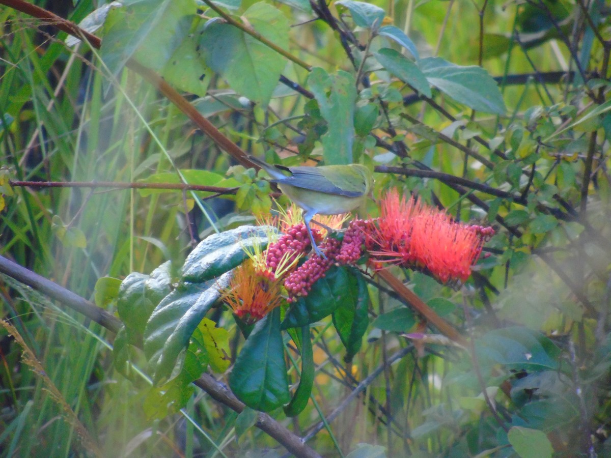 Tennessee Warbler - ML646670050