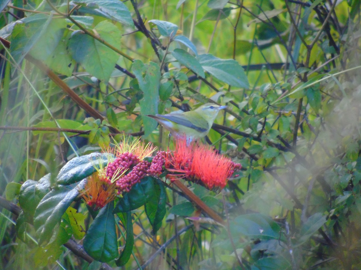 Tennessee Warbler - ML646670052