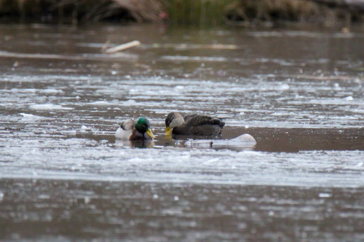 American Black Duck - ML646670054