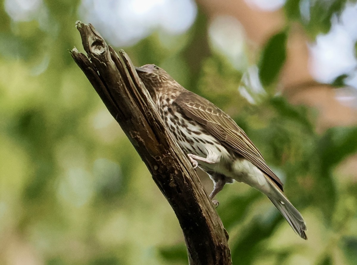 Телюга австралійська - ML646670058