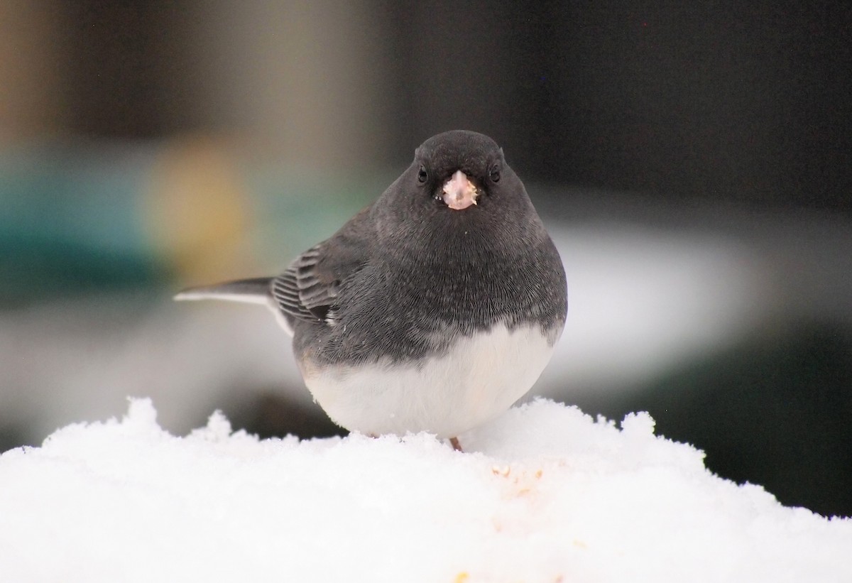Dark-eyed Junco - ML646670059