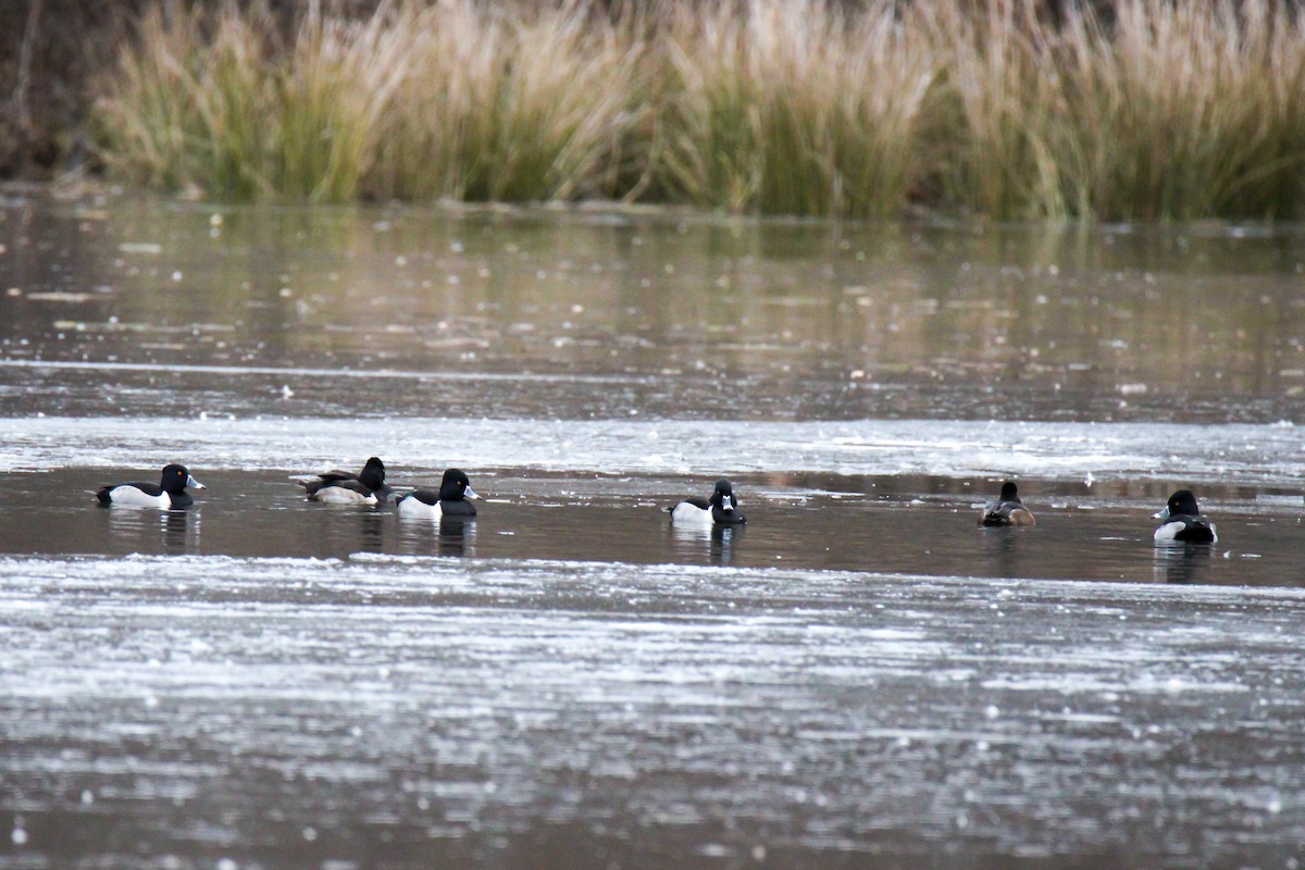 Ring-necked Duck - ML646670060