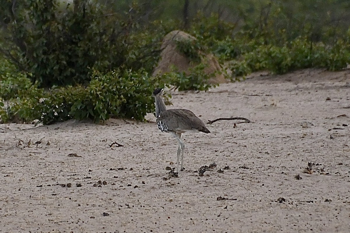 Kori Bustard - ML646670063