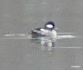 Bufflehead - ML646670064