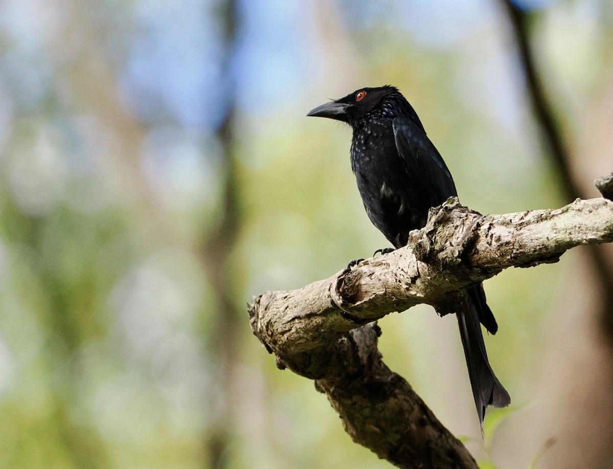 Дронго волохатий - ML646670070