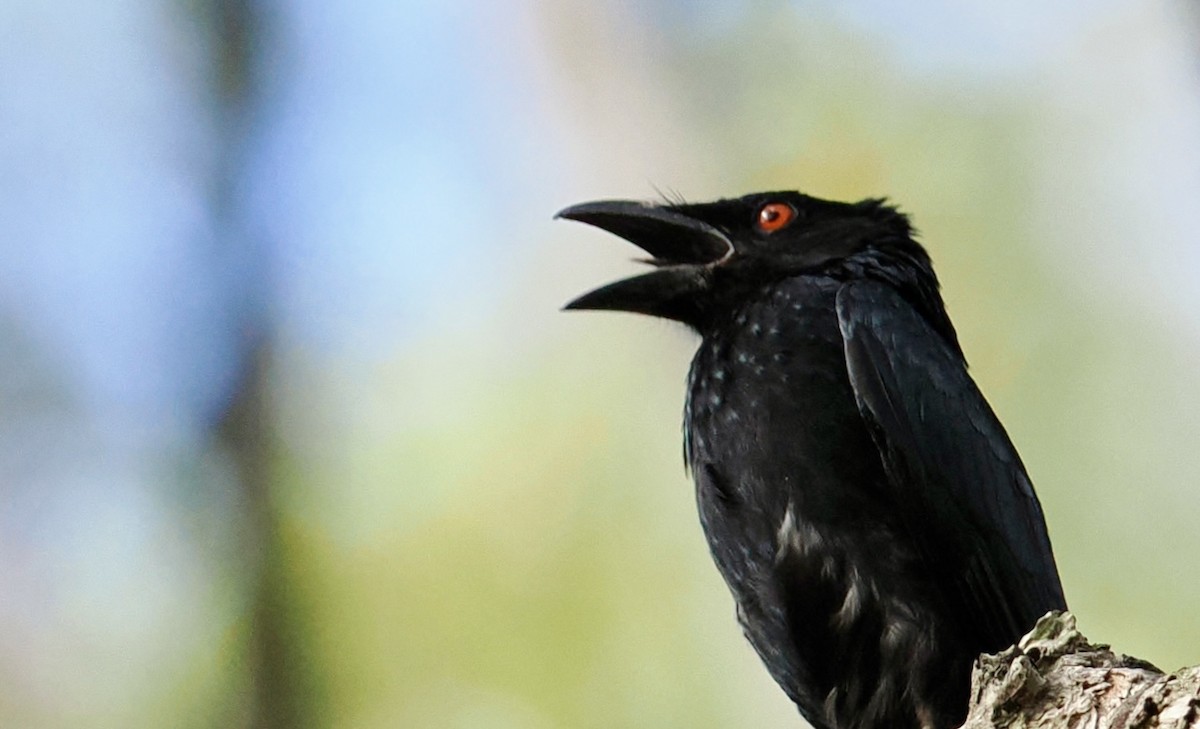 Дронго волохатий - ML646670071