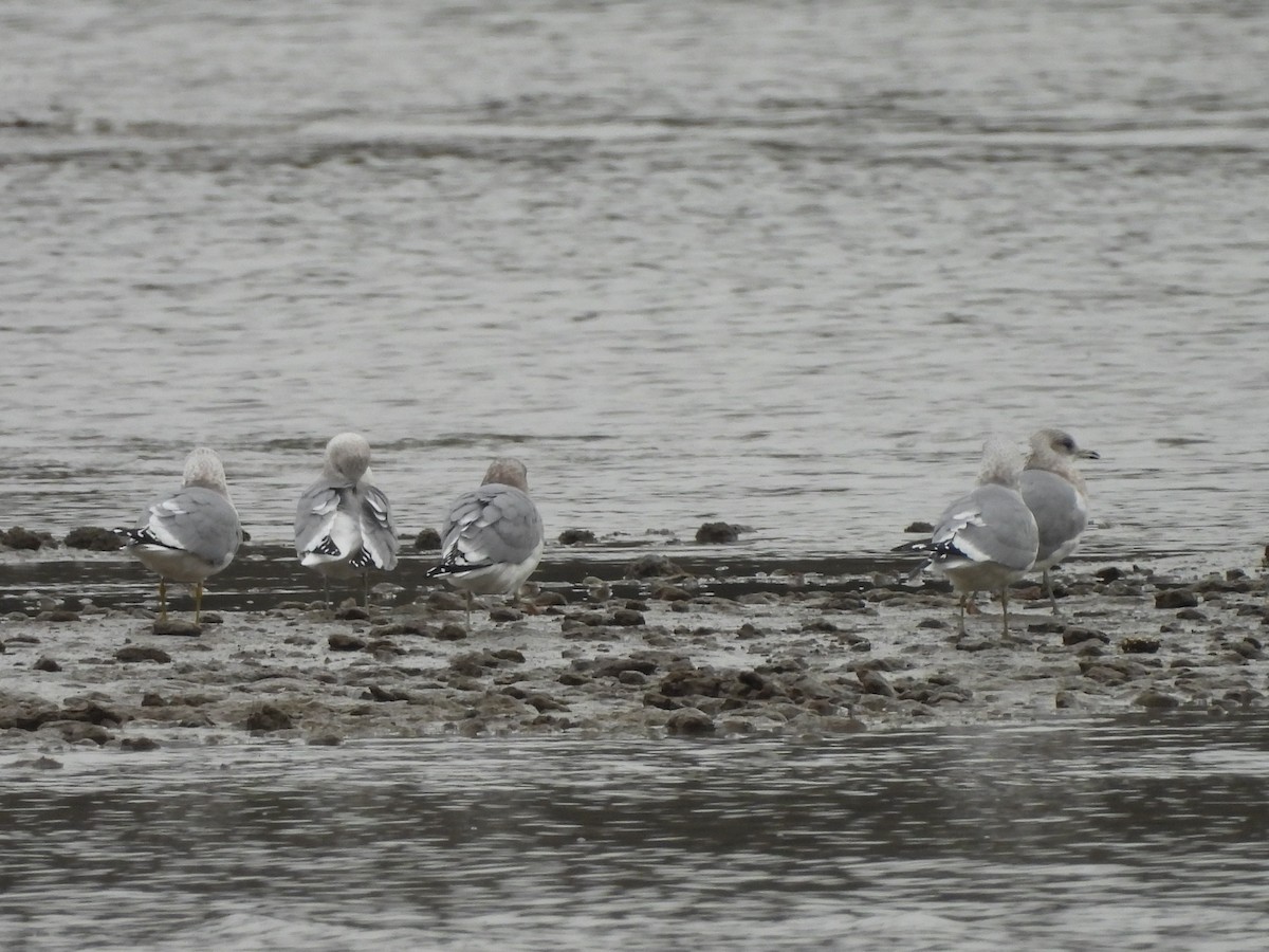 Short-billed Gull - ML646670074