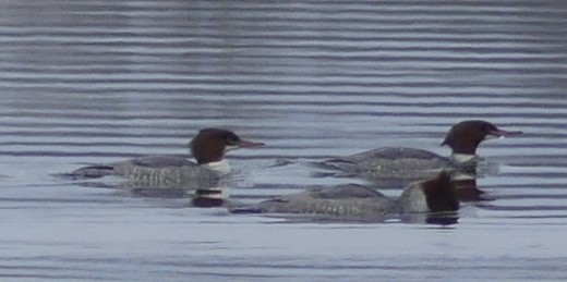 Common Merganser - ML646670075