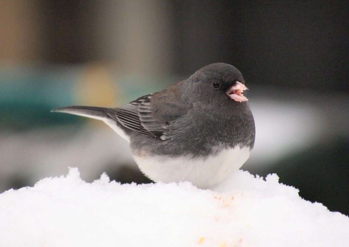 Dark-eyed Junco - ML646670077